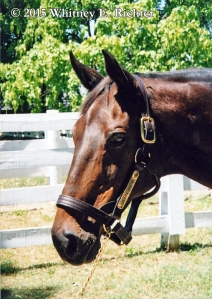 John Henry at the Kentucky Horse Park in 2002.